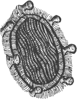 Иллюстрация к книге — Румо, или Чудеса в темноте [img_0103.jpg]