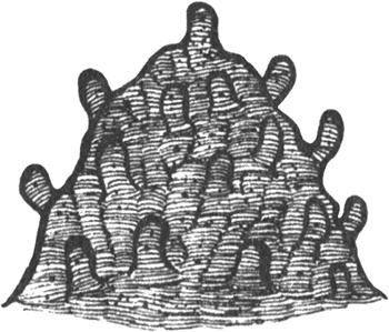 Иллюстрация к книге — Румо, или Чудеса в темноте [img_0104.jpg]