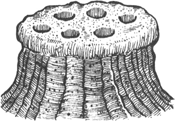 Иллюстрация к книге — Румо, или Чудеса в темноте [img_0105.jpg]