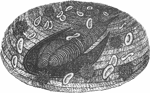 Иллюстрация к книге — Румо, или Чудеса в темноте [img_0108.jpg]