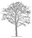 Иллюстрация к книге — Шестнадцать деревьев Соммы [i_002.jpg]