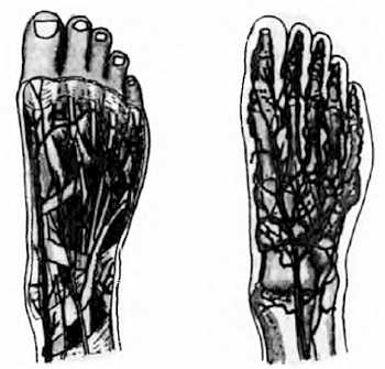 Иллюстрация к книге — Китайский цигун-массаж. Общий массаж [_113.jpg]