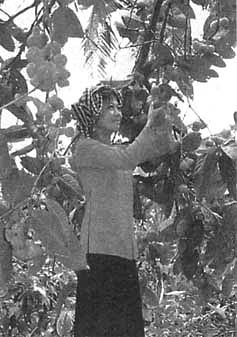 Иллюстрация к книге — Индокитай. Пепел четырех войн [_29.jpg]