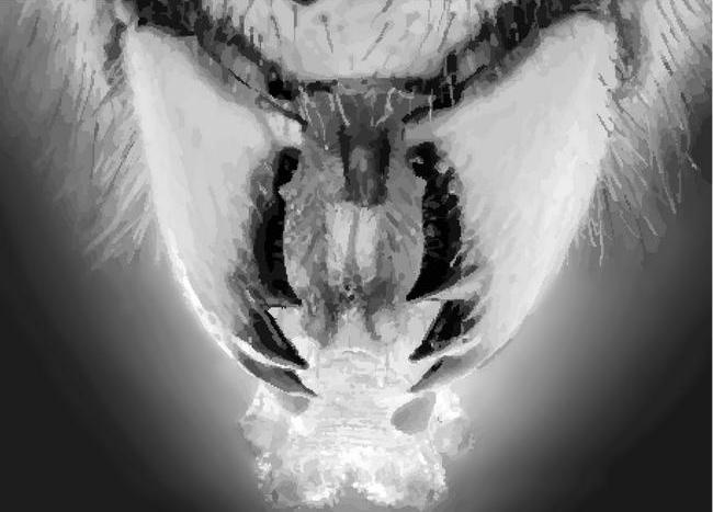 Иллюстрация к книге — Венец демона [i_027.jpg]