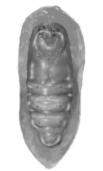 Иллюстрация к книге — Венец демона [i_052.jpg]