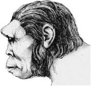 Иллюстрация к книге — Доисторическая Европа [i_010.jpg]