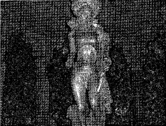 Иллюстрация к книге — Игры, угодные богам [_050.jpg]