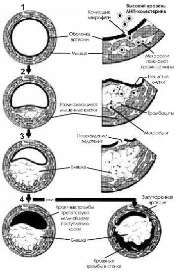 Иллюстрация к книге — О чем говорят симптомы [i_004.jpg]