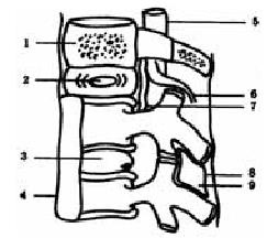 Иллюстрация к книге — О чем говорят симптомы [i_016.jpg]