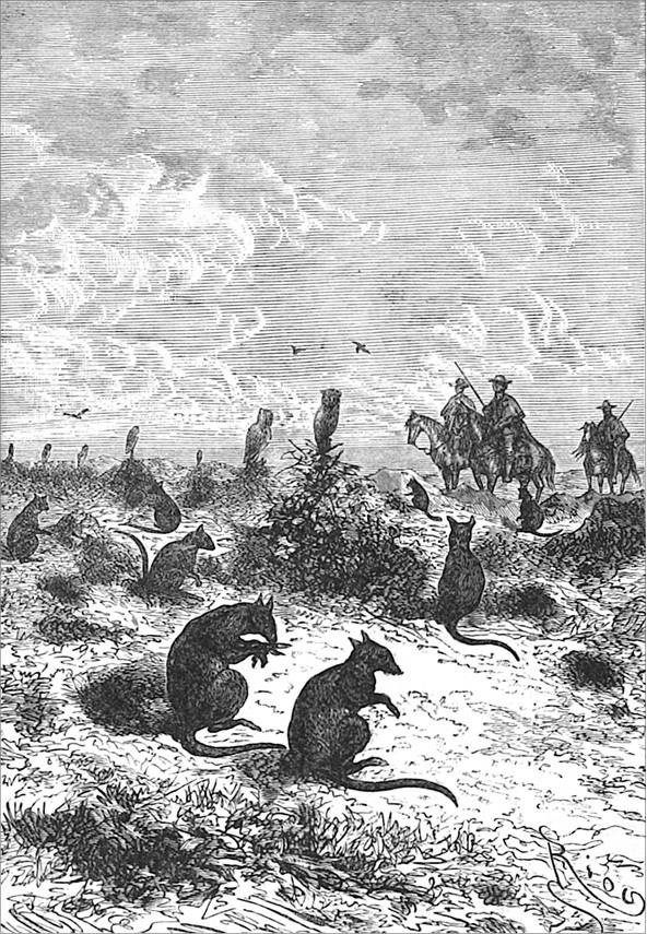 Иллюстрация к книге — Гаспар-гаучо. Затерявшаяся гора [i_008.jpg]