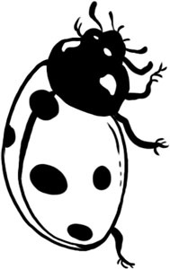 Иллюстрация к книге — О лебединых крыльях, котах и чудесах [i_019.jpg]