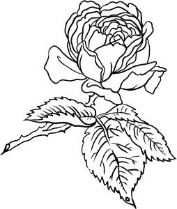 Иллюстрация к книге — О лебединых крыльях, котах и чудесах [i_044.jpg]