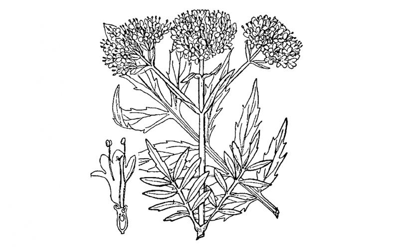 Иллюстрация к книге — Дни Савелия [i_014.jpg]