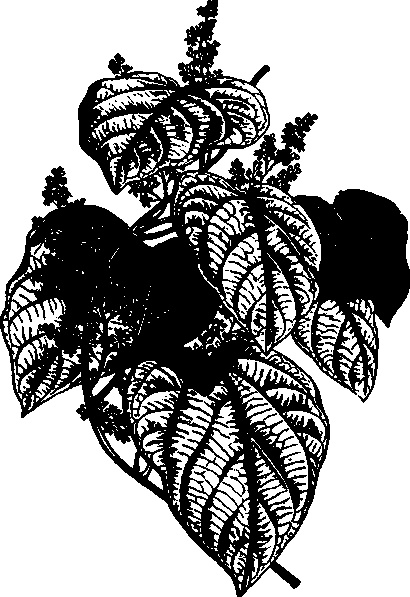 Иллюстрация к книге — Тихие Убийцы. Всемирная история ядов и отравителей [i_002.jpg]