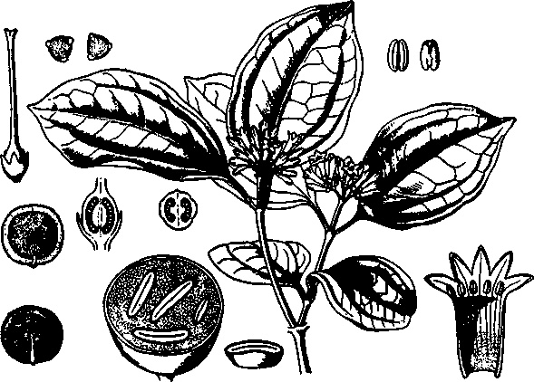 Иллюстрация к книге — Тихие Убийцы. Всемирная история ядов и отравителей [i_004.jpg]