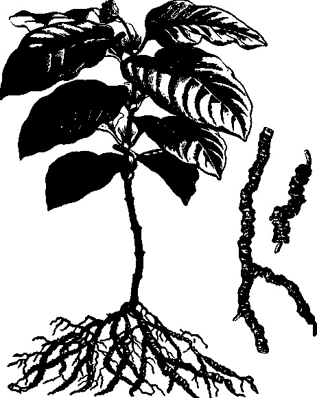 Иллюстрация к книге — Тихие Убийцы. Всемирная история ядов и отравителей [i_005.jpg]