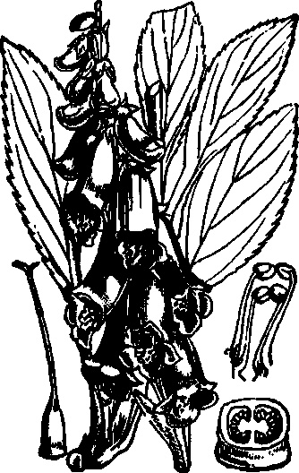 Иллюстрация к книге — Тихие Убийцы. Всемирная история ядов и отравителей [i_006.jpg]