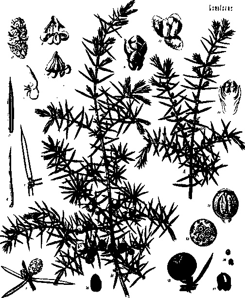 Иллюстрация к книге — Тихие Убийцы. Всемирная история ядов и отравителей [i_008.jpg]