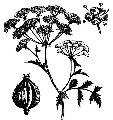 Иллюстрация к книге — Тихие Убийцы. Всемирная история ядов и отравителей [untitled2.jpg]