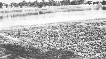 Иллюстрация к книге — Древние цивилизации [i_077.jpg]