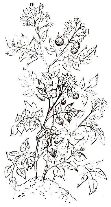 Иллюстрация к книге — Жизнь замечательных растений [zhizn_zamechatelny_rastenijj00081.jpg]