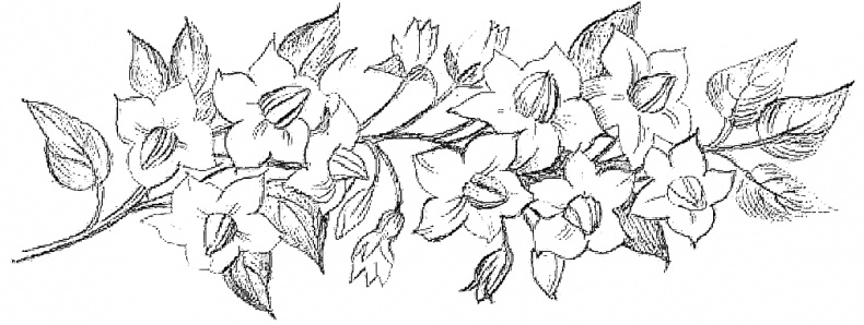 Иллюстрация к книге — Жизнь замечательных растений [zhizn_zamechatelny_rastenijj00161.jpg]