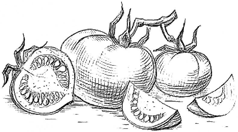 Иллюстрация к книге — Жизнь замечательных растений [zhizn_zamechatelny_rastenijj00241.jpg]