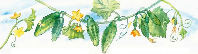 Иллюстрация к книге — Жизнь замечательных растений [zhizn_zamechatelny_rastenijj00331kopija.jpg]