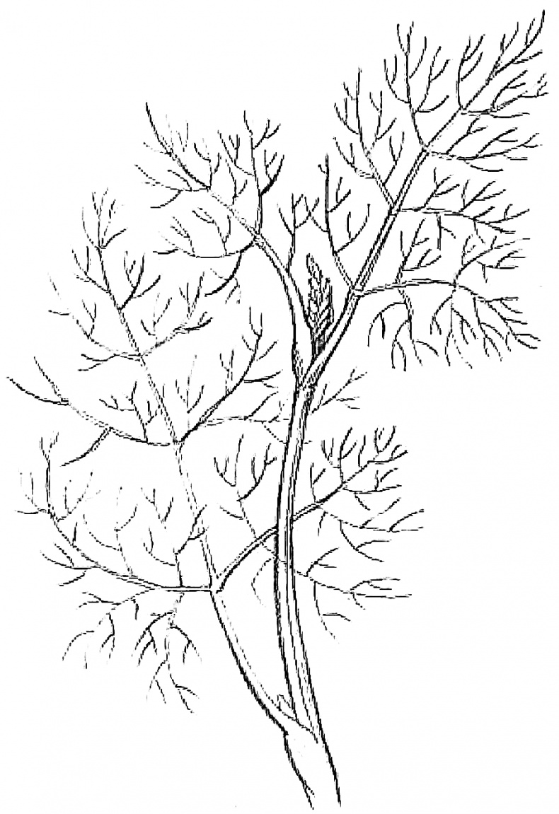 Иллюстрация к книге — Жизнь замечательных растений [zhizn_zamechatelny_rastenijj00351.jpg]