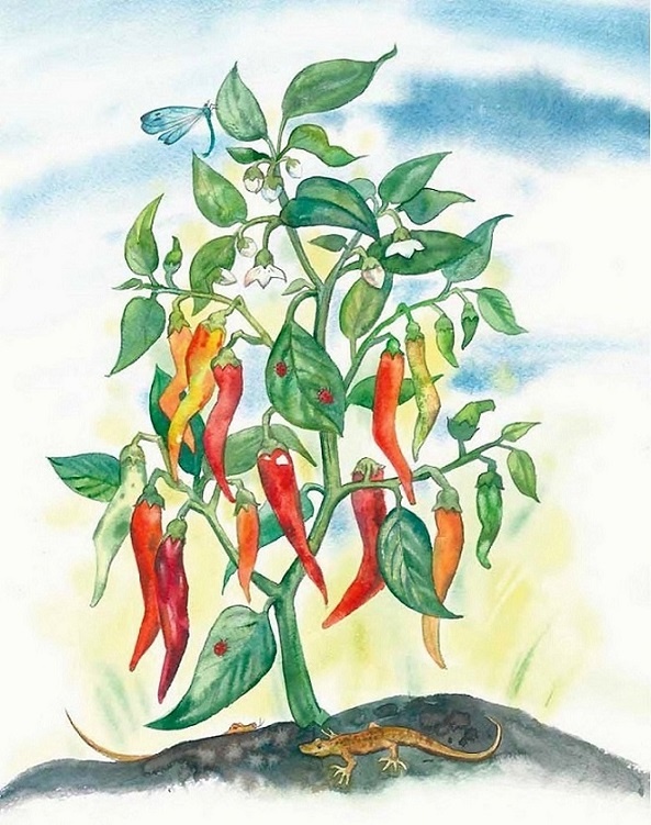 Иллюстрация к книге — Жизнь замечательных растений [zhizn_zamechatelny_rastenijj00471.jpg]