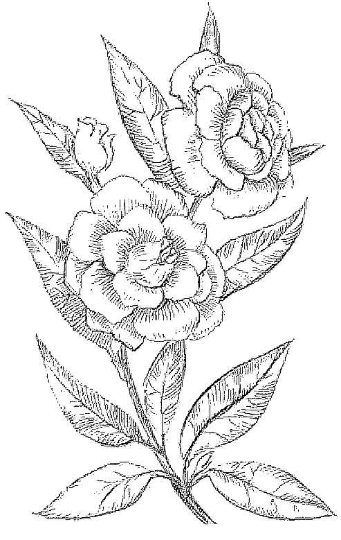 Иллюстрация к книге — Жизнь замечательных растений [zhizn_zamechatelny_rastenijj00561.jpg]