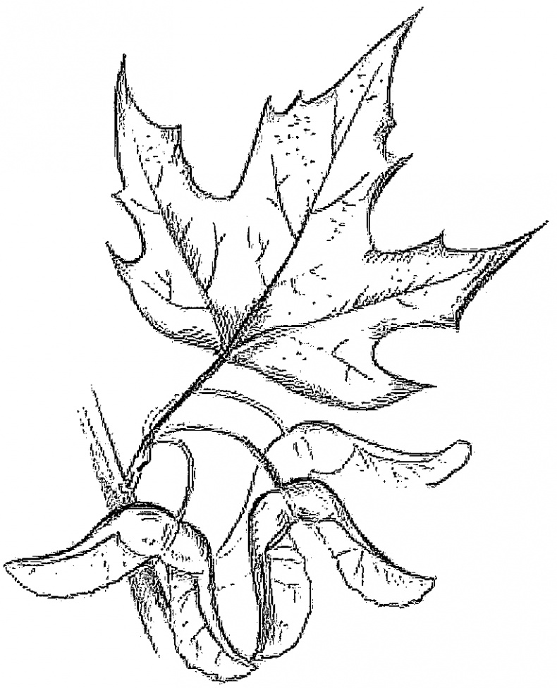 Иллюстрация к книге — Жизнь замечательных растений [zhizn_zamechatelny_rastenijj0061kopija1.jpg]