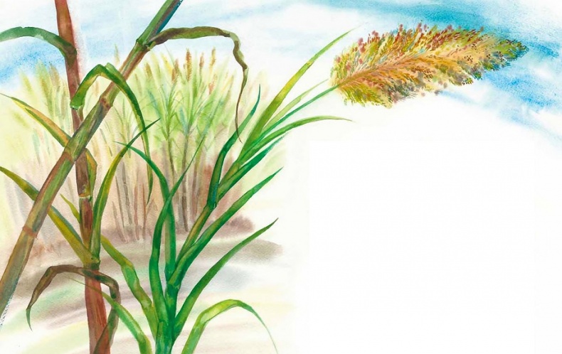 Иллюстрация к книге — Жизнь замечательных растений [zhizn_zamechatelny_rastenijj00631.jpg]