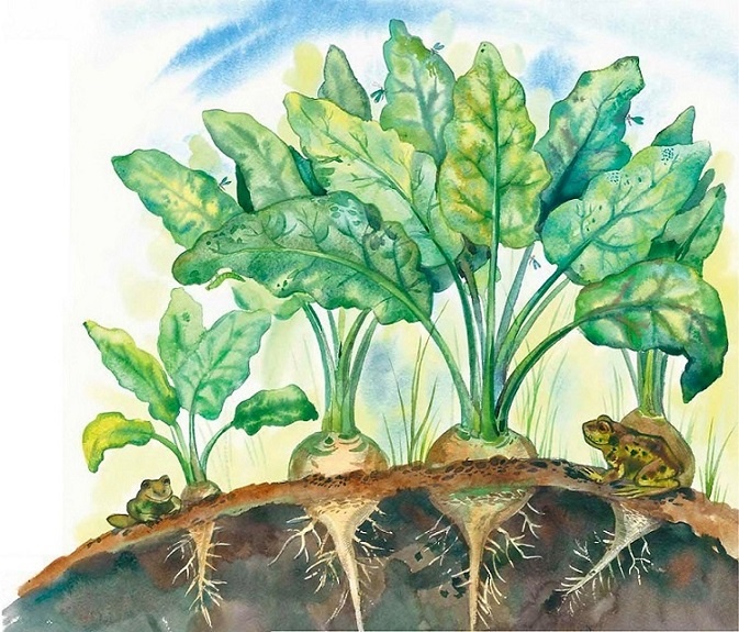 Иллюстрация к книге — Жизнь замечательных растений [zhizn_zamechatelny_rastenijj00651.jpg]