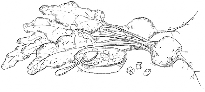 Иллюстрация к книге — Жизнь замечательных растений [zhizn_zamechatelny_rastenijj00671.jpg]