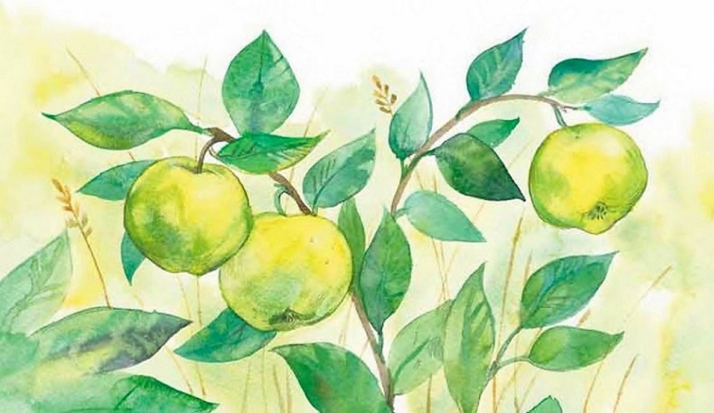 Иллюстрация к книге — Жизнь замечательных растений [zhizn_zamechatelny_rastenijj00691.jpg]