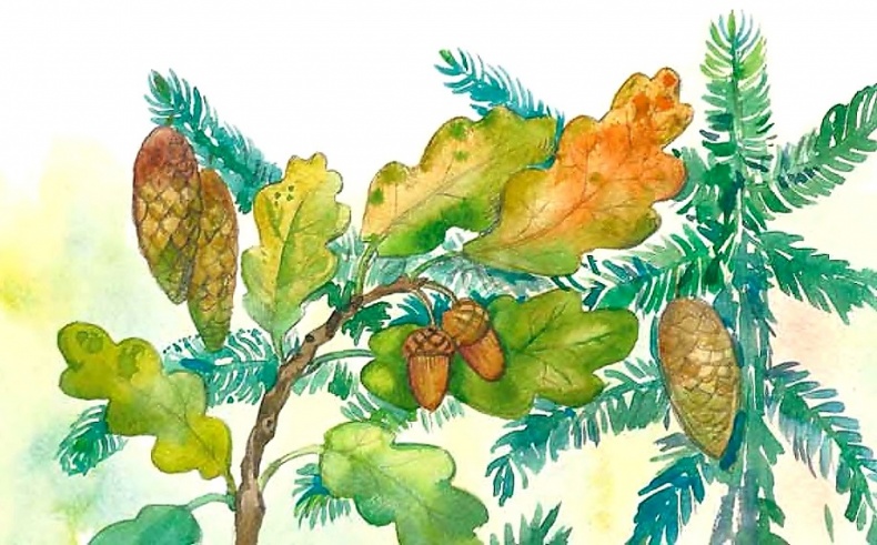 Иллюстрация к книге — Жизнь замечательных растений [zhizn_zamechatelny_rastenijj00701.jpg]