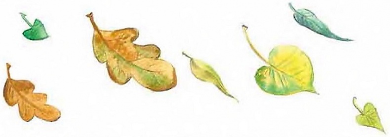 Иллюстрация к книге — Жизнь замечательных растений [zhizn_zamechatelny_rastenijj007021.jpg]