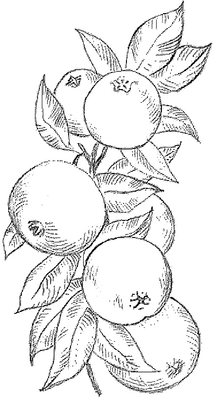 Иллюстрация к книге — Жизнь замечательных растений [zhizn_zamechatelny_rastenijj00751.jpg]