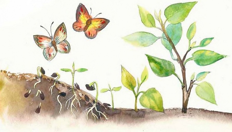 Иллюстрация к книге — Жизнь замечательных растений [zhizn_zamechatelny_rastenijj00781.jpg]