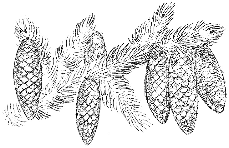 Иллюстрация к книге — Жизнь замечательных растений [zhizn_zamechatelny_rastenijj00841.jpg]