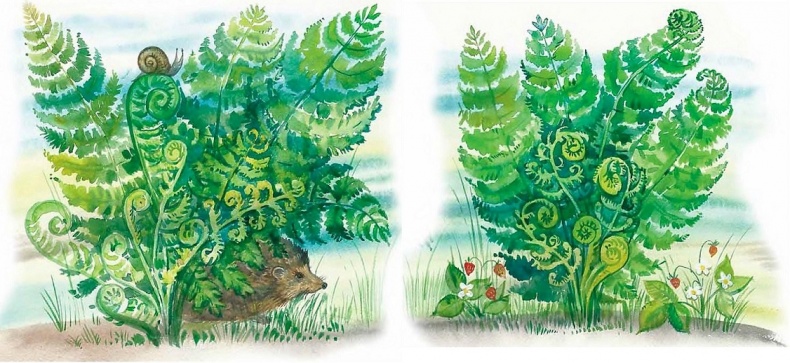 Иллюстрация к книге — Жизнь замечательных растений [zhizn_zamechatelny_rastenijj00911.jpg]