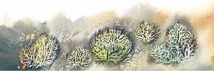 Иллюстрация к книге — Жизнь замечательных растений [zhizn_zamechatelny_rastenijj0093kopija.jpg]