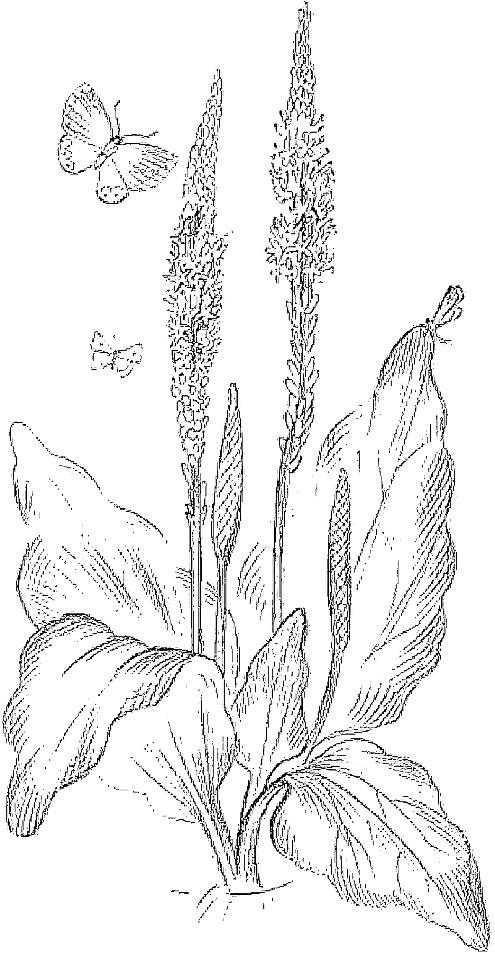 Иллюстрация к книге — Жизнь замечательных растений [zhizn_zamechatelny_rastenijj00951.jpg]