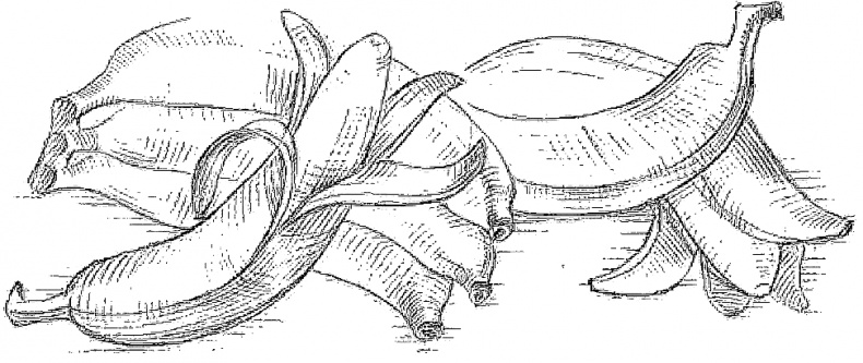 Иллюстрация к книге — Жизнь замечательных растений [zhizn_zamechatelny_rastenijj00991.jpg]