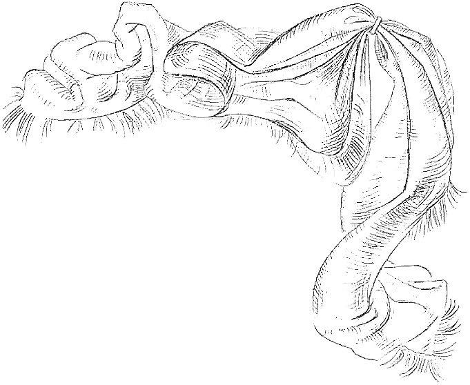 Иллюстрация к книге — Жизнь замечательных растений [zhizn_zamechatelny_rastenijj01061.jpg]