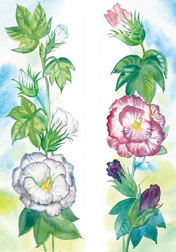 Иллюстрация к книге — Жизнь замечательных растений [zhizn_zamechatelny_rastenijj01071.jpg]