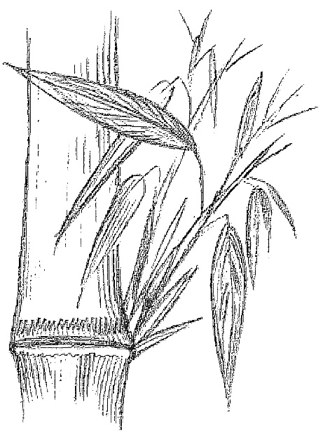 Иллюстрация к книге — Жизнь замечательных растений [zhizn_zamechatelny_rastenijj01141.jpg]