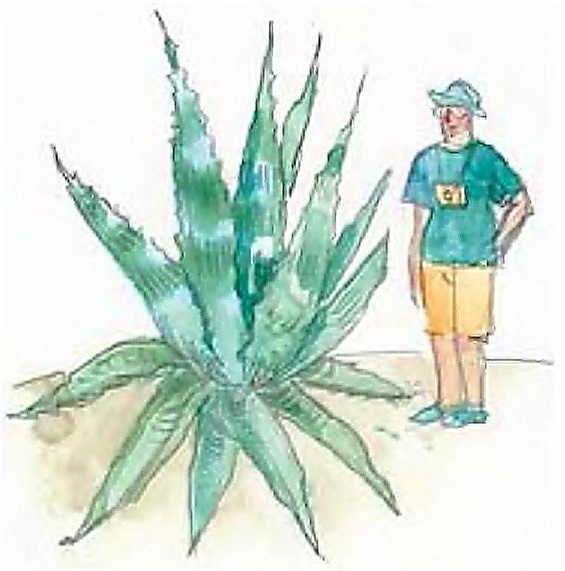 Иллюстрация к книге — Жизнь замечательных растений [zhizn_zamechatelny_rastenijj0131kopija1.jpg]