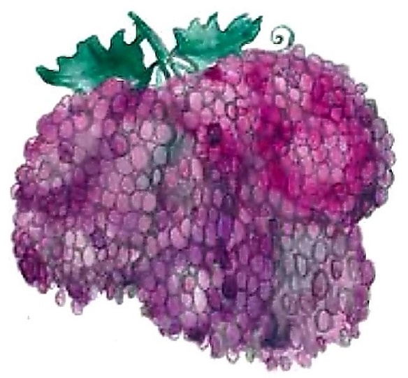 Иллюстрация к книге — Жизнь замечательных растений [zhizn_zamechatelny_rastenijj01321.jpg]